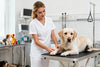 ¿Cómo se Visten los Veterinarios para Cada Tipo de Trabajo?
